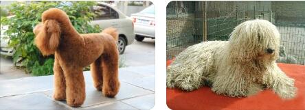 可蒙犬和贵宾犬的区别