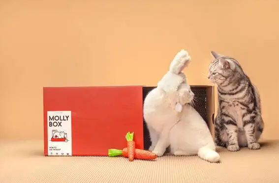 魔力猫盒app