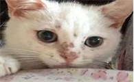 猫鼻子起猫藓是什么样子的