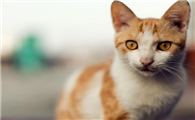 猫眼睛湿润像是流泪一样怎么回事