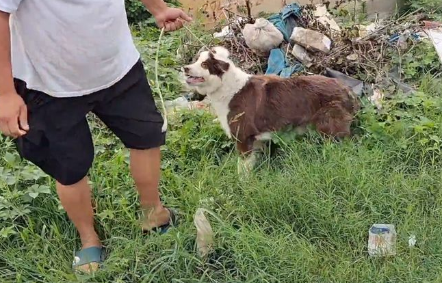 650块,漂亮咖啡色边牧还是进了笼,狗主:它吃得比俺俩还好! 650块,漂亮咖啡色边牧还是进了笼,狗主:它吃得比俺俩还好!