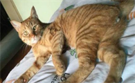 猫知道自己被绝育了吗