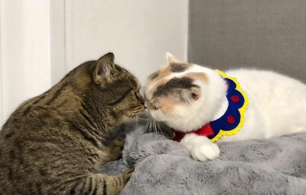 新猫到家一般多久拉屎 新猫到家一般多久拉屎