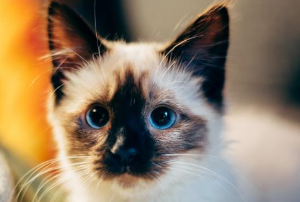 猫咪晚上很兴奋到处跑怎么办呢 猫咪晚上很兴奋到处跑怎么办呢