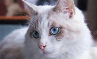 猫咪能吃玉米吗?