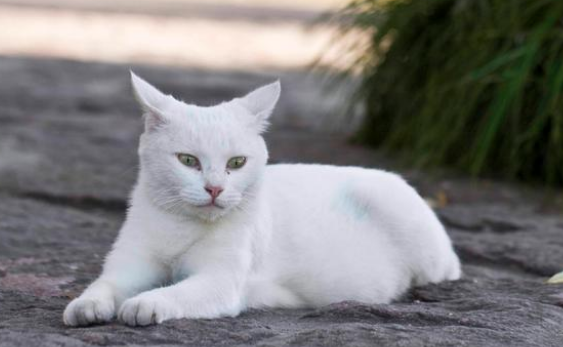 流浪猫为什么被人欺负 | 只因为这么个原因，流浪猫被变态女人暴打丧命