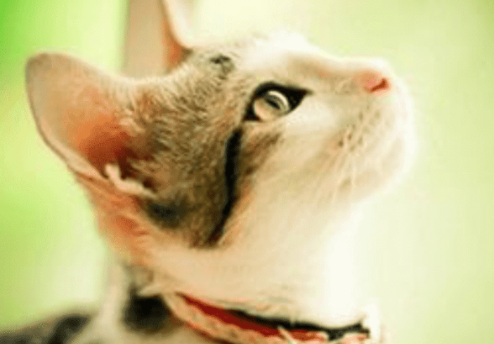 猫咪打呼噜是怎么回事 猫咪打呼噜是怎么回事