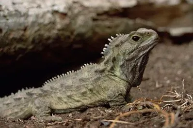 17种存活至今的“活化石”生物，斑点楔齿蜥名列其中！