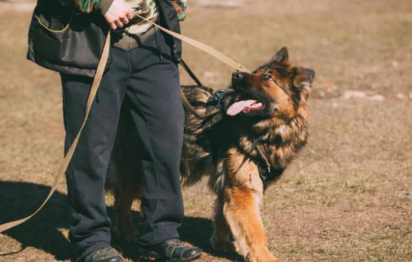 不训练的德国牧羊犬护主吗