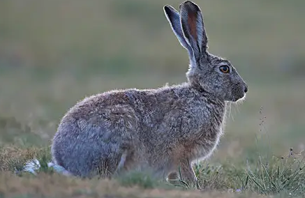 灰尾兔多久可以生兔子?不清楚的快来看看!