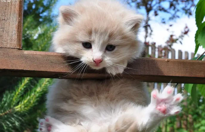 小猫咪能吃橙子吗