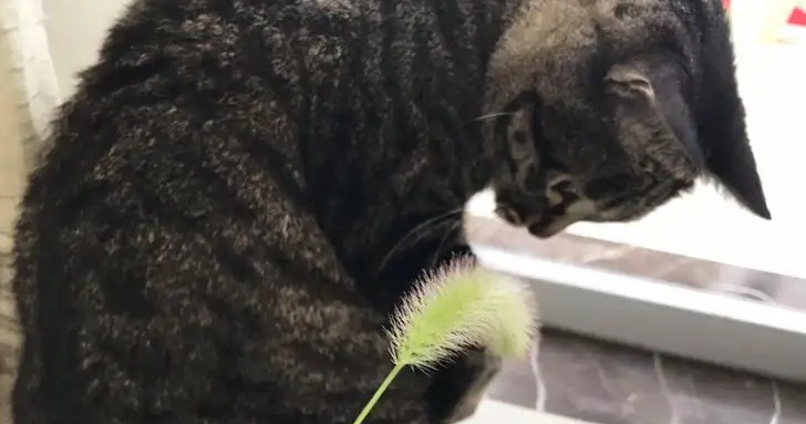 猫咪可以吃狗尾巴草吗有毒吗 猫咪可以吃狗尾巴草吗有毒吗