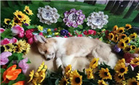 宠物殡葬需要什么