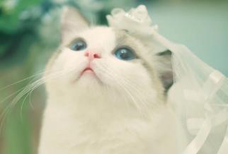 猫咪眼睛发炎会自愈吗