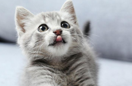 猫咪早上起来打喷嚏是怎么回事 猫咪早上起来打喷嚏是怎么回事