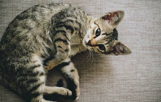 猫咪尿频而且每次只尿一点有点红色怎么办