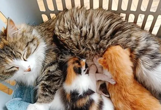 猫剖腹产加绝育后有奶吗