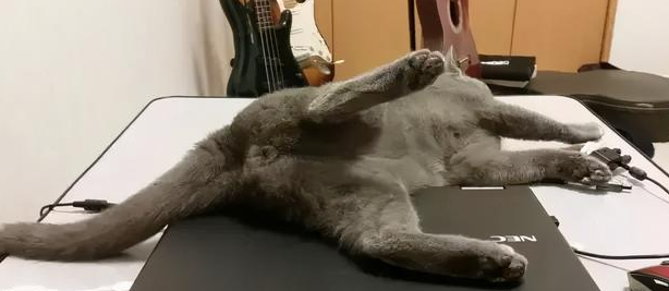 我家猫是个“露蛋狂魔”,现场已经控住不住了··· 我家猫是个“露蛋狂魔”,现场已经控住不住了···