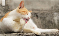 猫嗓子呼呼响怎么回事儿