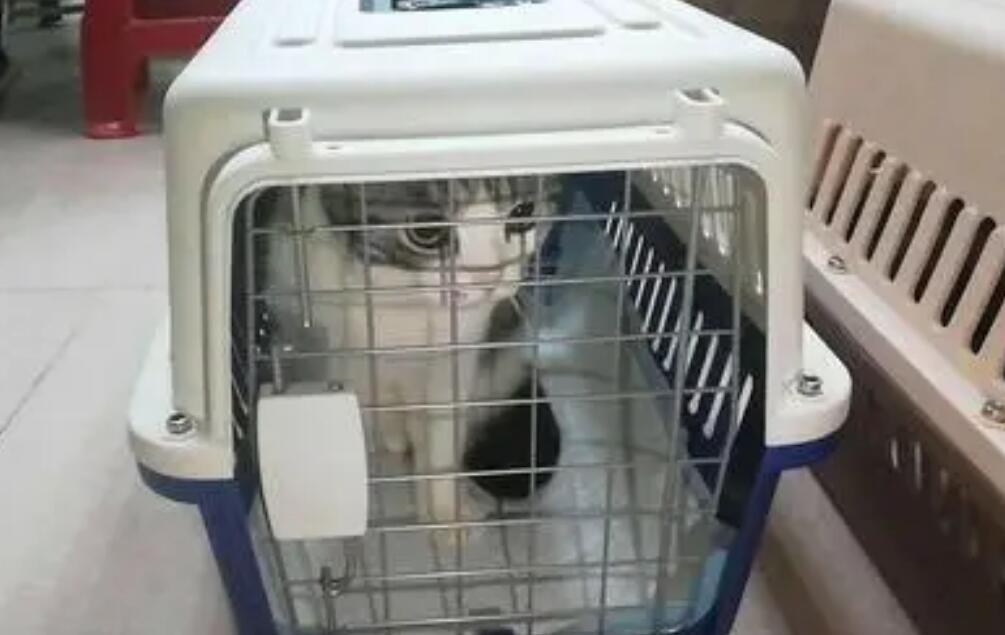 动车托运宠物怎么办理