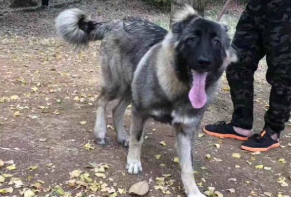 高加索犬的特点和缺点
