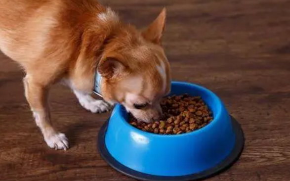 狗狗可以吃什么食物