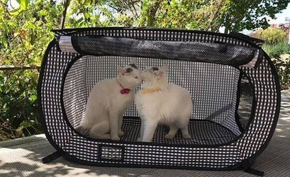 主人带爱猫回初遇之地,睡醒发现多出一只母猫,猫咪:白捡一媳妇 主人带爱猫回初遇之地,睡醒发现多出一只母猫,猫咪:白捡一媳妇