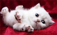 猫瘟家里怎么彻底消毒快速养第二只