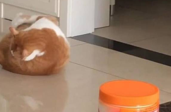 猫躺在地上跟尾巴打架,模样凶狠,网友:狠起来,连自己都不放过 猫躺在地上跟尾巴打架,模样凶狠,网友:狠起来,连自己都不放过