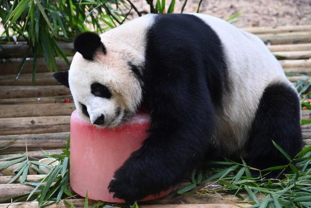 大熊猫“园舟”在深圳度过第一个“本命年”