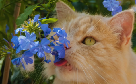 猫咪第一胎一般生几只