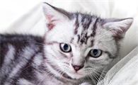 猫发出像哮喘一样的声音怎么回事