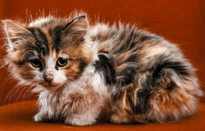 三个月小猫能吃猫草吗