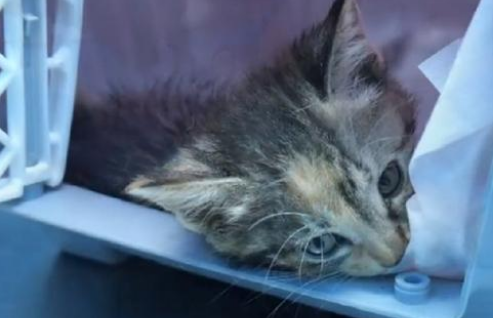被人拧断四肢的小猫，依然努力活着，小哥：生命绝不是泄愤的工具