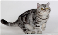 500元的美国短毛猫是真的吗
