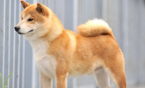 秋田犬和柴犬哪个更适合家庭