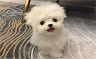 马尔济斯犬在哪买靠谱