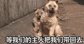 两只狗狗在水沟里等死,被救后却迟迟不肯离去,竟是因为… 两只狗狗在水沟里等死,被救后却迟迟不肯离去,竟是因为…