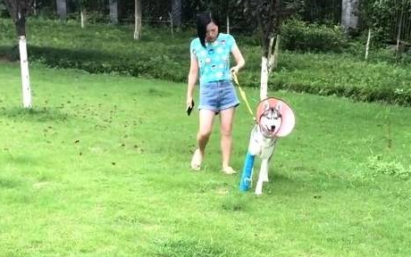 二哈因拆家,被主人打断了腿,腿好后,它开始了复仇计划 二哈因拆家,被主人打断了腿,腿好后,它开始了复仇计划