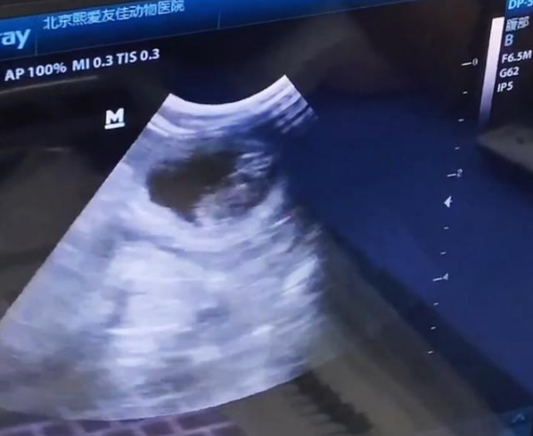 男子带猫做绝育后猫怀孕了是怎么回事 男子带猫做绝育后猫怀孕了是怎么回事