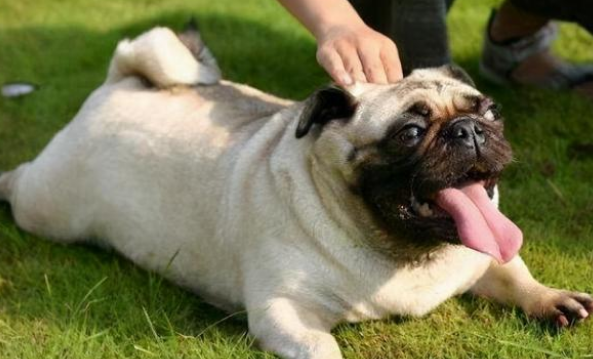 巴哥犬知道回家吗