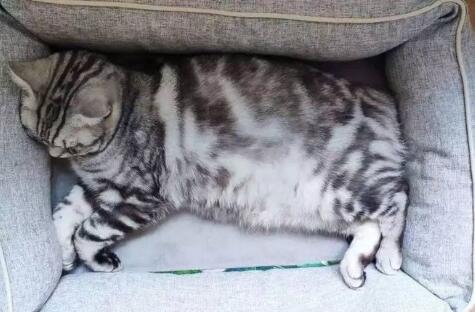 猫会不会发烧有什么症状表现