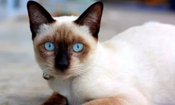 猫一天尿一次尿正常吗