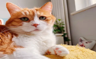 猫薄荷对猫有什么作用