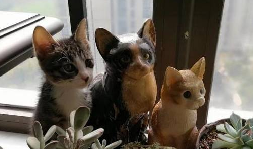 厉害!这些猫咪都是躲猫猫高手,主人:老子找你找得头都要秃了 厉害!这些猫咪都是躲猫猫高手,主人:老子找你找得头都要秃了