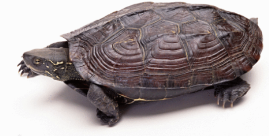 云南闭壳龟是深水养还是浅水养更好呢?