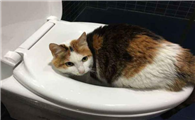 猫咪一直舔地板是怎么回事