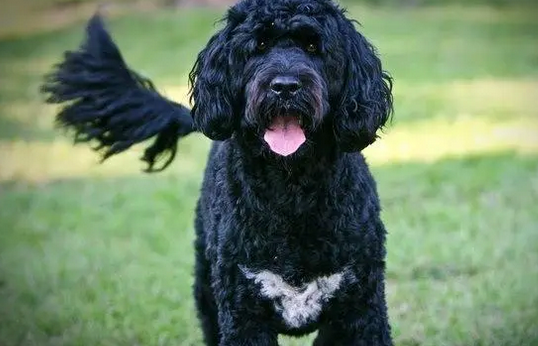 葡萄牙水犬幼犬特征