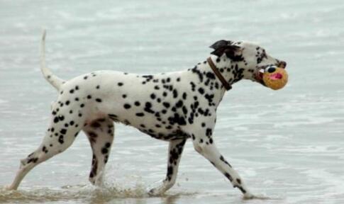 大麦町犬是大型犬吗 大麦町犬是大型犬吗