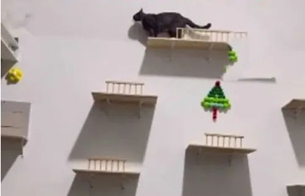女子租房装修成“猫窝”，收养了6只猫：想让流浪猫们也有地方玩